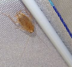 Planuncus tingitanus