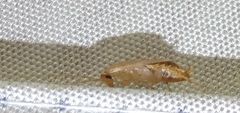 Planuncus tingitanus