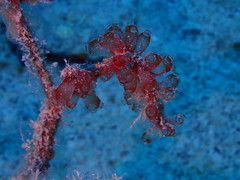Clavelina