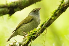 Ilicura militaris