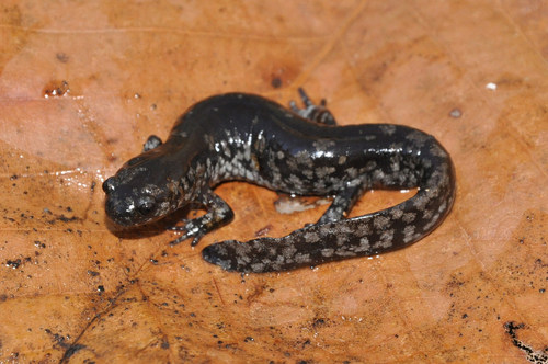 Small-mouthed Salamander