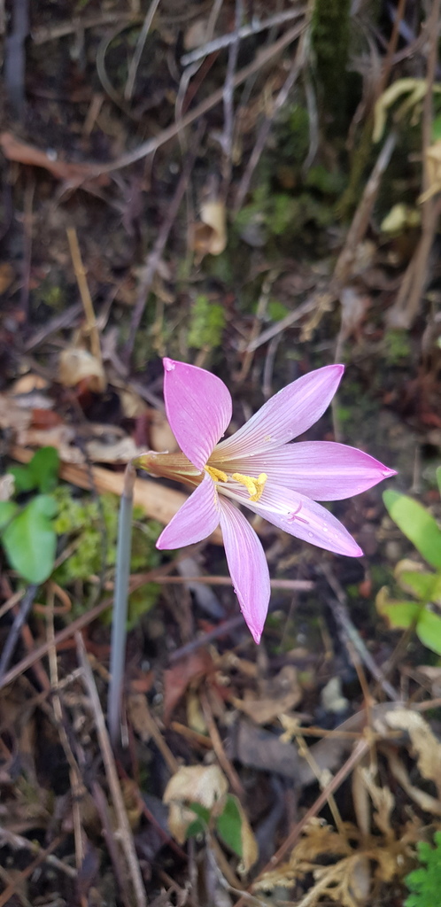 Copper lily