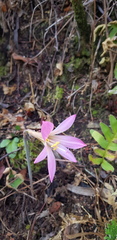 Zephyranthes vittata