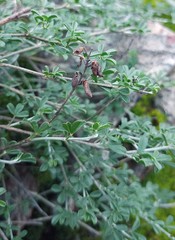 Lotononis viborgioides