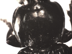 Pterostichus nigrita