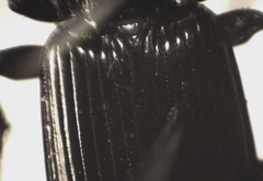 Pterostichus nigrita