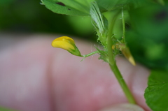 Medicago arabica