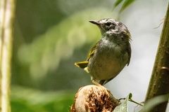 Myiothlypis leucoblephara
