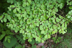 Enkianthus perulatus japonicus