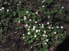 Anemonoides nemorosa