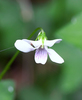 Viola verecunda semilunaris - Photo (c) 空猫 T. N, some rights reserved (CC BY-NC), uploaded by 空猫 T. N