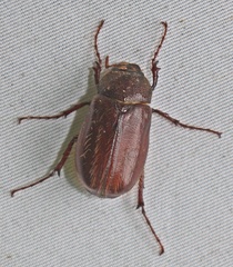 Phyllophaga crenulata