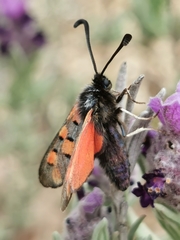 Zygaena rhadamanthus
