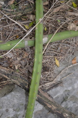 Selenicereus spinulosus