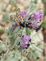 Zygaena rhadamanthus