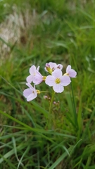 Cardamine pratensis