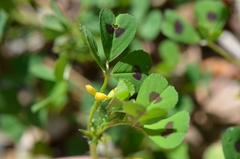 Medicago arabica