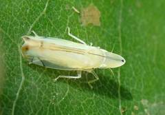 Sophonia longitudinalis
