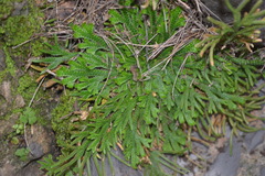 Selaginella novoleonensis