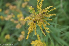 Homaemus aeneifrons
