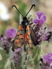 Zygaena rhadamanthus