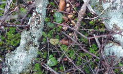 Bulbine mesembryanthemoides