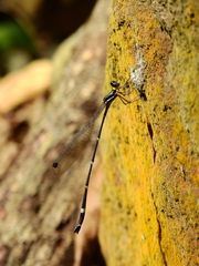 Protosticta