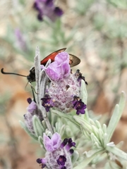 Zygaena rhadamanthus