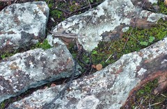 Bulbine mesembryanthemoides