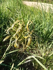 Puccinia sii-falcariae