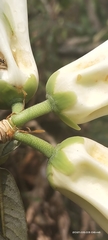 Rhododendron dalhousiae