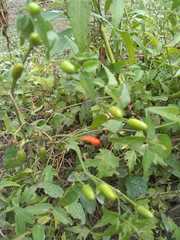 Capsicum chacoense