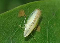 Sophonia longitudinalis