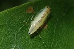Sophonia longitudinalis
