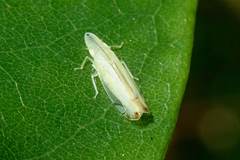 Sophonia longitudinalis