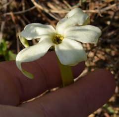 Jaborosa integrifolia