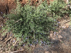 Ceanothus lemmonii