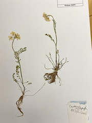 Cardamine microphylla