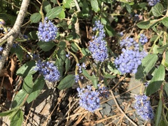 Ceanothus lemmonii