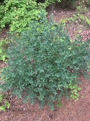 Baptisia nuttalliana