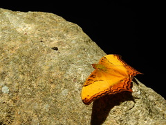 Vindula erota saloma