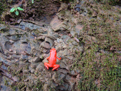 Oophaga pumilio
