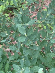 Baptisia nuttalliana