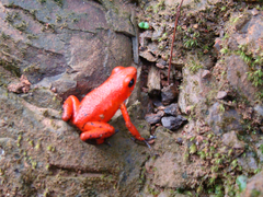 Oophaga pumilio