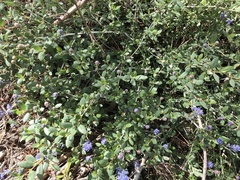 Ceanothus lemmonii