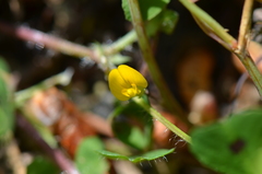 Medicago arabica
