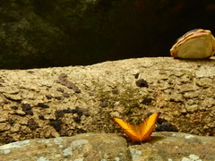 Vindula erota saloma