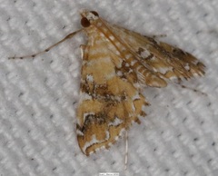 Elophila nebulosalis