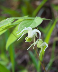 Epimedium koreanum