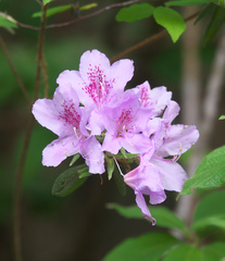 Rhododendron macrosepalum